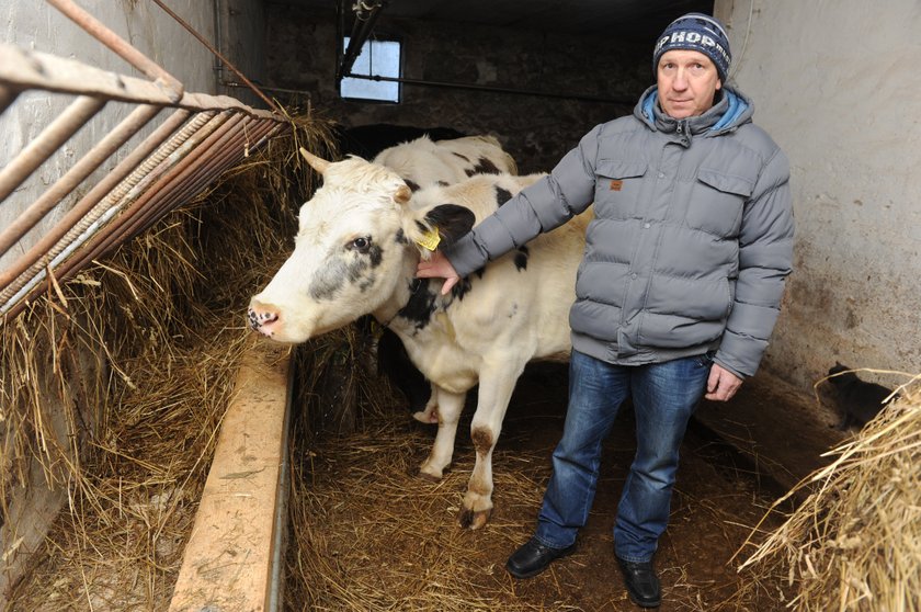 Żubr zginął przez miłość do krów