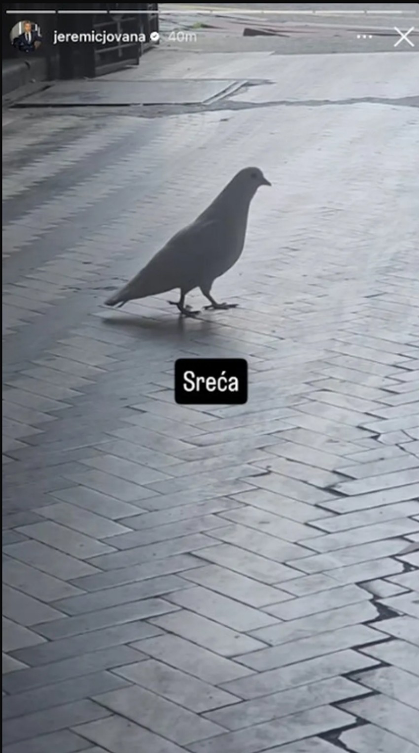 Jovana Jeremić snimila goluba ispred zgrade