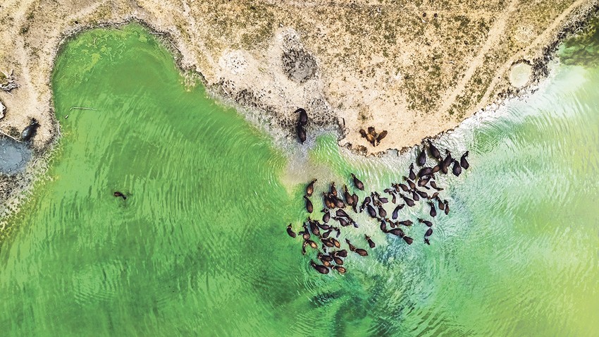 Krdo bivola koji se kupaju u veštačkom jezeru Andrej je snimio nedaleko od Titela, odnosno u Perlezu