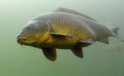 Zabijał karpie gilotyną. W sądzie specjalista wypowie się czy ryby czuły ból i strach