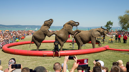 A Balatonban pancsoltak a cirkuszi elefántok