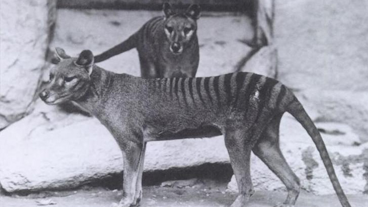 Zwierzę podobne do wilka tasmańskiego udało się sfotografować na przedmieściach australijskiego miasta Perh. Wszystko dzięki kamerom, które właściciele zamontowali wokół swojej posesji po tym, jak nieznane stworzenie zabiło ich psa.