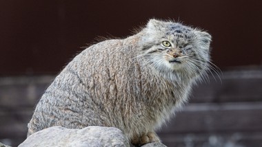 odnalazła się bożenka, poznańskie zoo odetchnęło. ktoś celowo wypuścił ją z klatki
