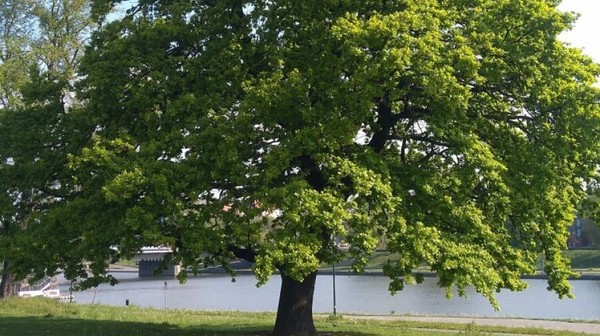 Żeby drzewo zostało pomnikiem przyrody, musi wyróżniać się wielkością, ciekawym pokrojem lub nietypowym kształtem.