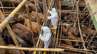 Polskie stada wciąż wolne od pryszczycy