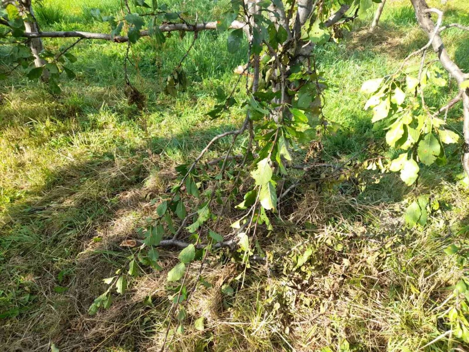 Mečka upala u Mujin voćnjak i napravila haos