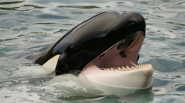 A kardszárnyú delfinek igazi ragadozók, szinte minden kellően nagy tengeri állatot megtámadnak és elfogyasztanak. A halak mellett megeszik a delfineket, fókákat, tengeri madarakat, de még a náluk sokkal nagyobb bálnákat is. Emberre ritkán támadnak, nem tekintik prédának / Fotó: Getty Images