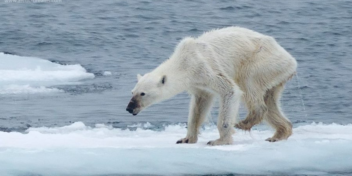 Wychudzony niedźwiedź polarny