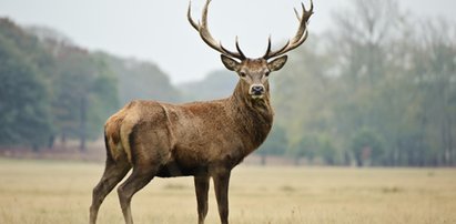 Szok na polowaniu! Jeleń ukradł myśliwemu broń