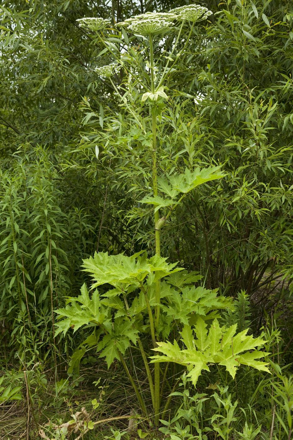 Hatalmas növény, mint egy jókora, mutáns zeller / Fotó: Northfoto