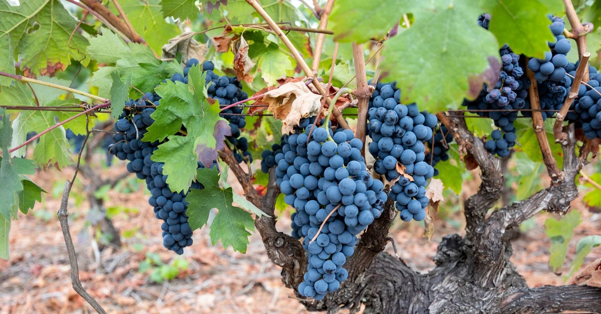 Zrób to w lutym z winoroślą, a podwoisz plony. w okresie zbierzesz kosze dorodnych, słodkich winogron