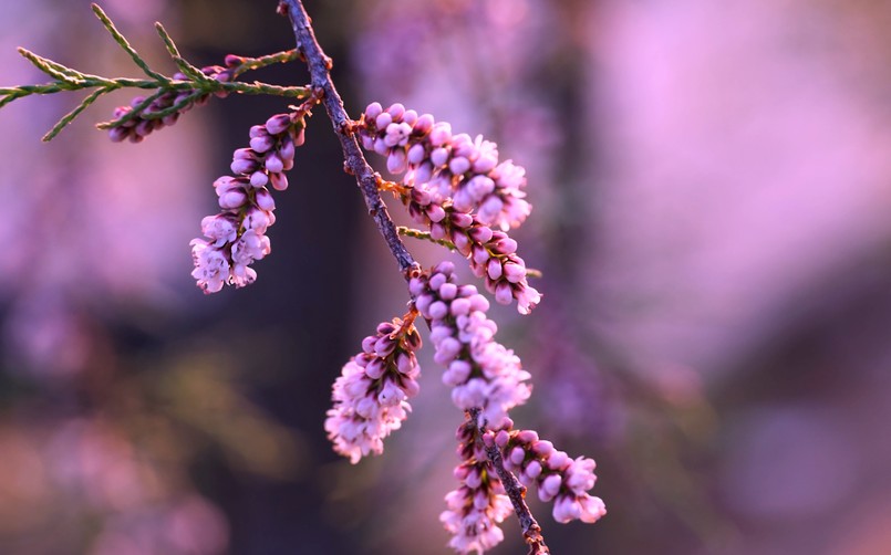 Tamaryszek krzew ogród Beautiful,Branch,Of,Tamarix,Pentandra,Or,Tamarisk,Tree,Full,Of