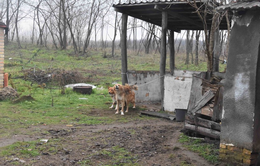 Psi pronađeni u nehigijenskim uslovima u Subotici