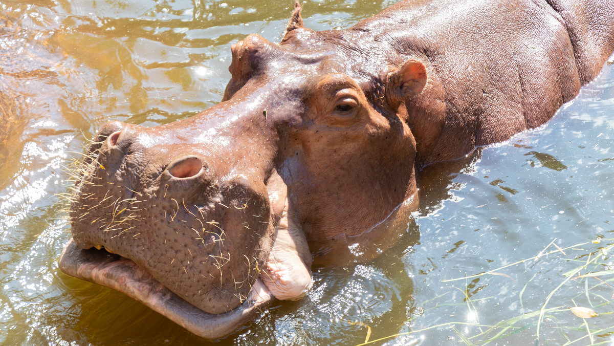 "Kokainowe hipopotamy" Escobara znajdą azyl w Indiach i Meksyku