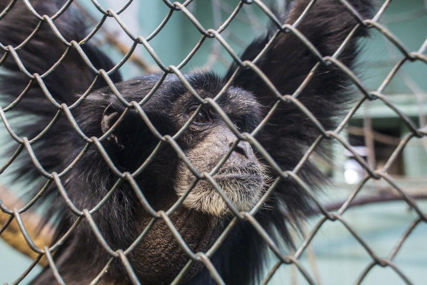 Fatalny stan ogrodów zoologicznych w Poznaniu