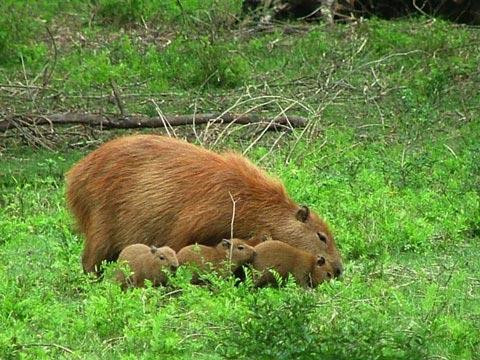 Galeria Argentyna - Delta rzek Parany i Urugwaju, fauna, obrazek 28