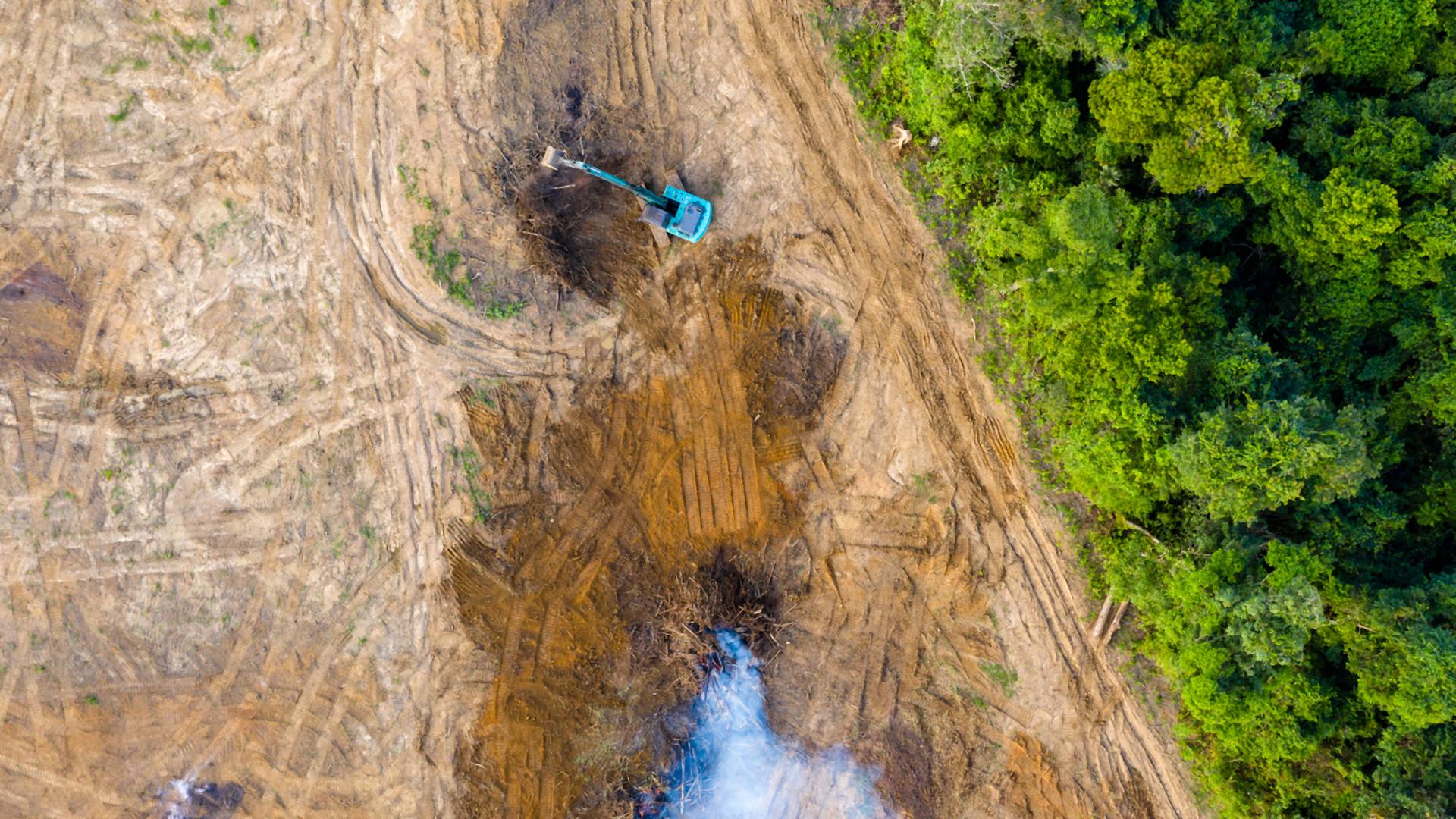 Wylesianie Amazonii osiągnęło rekordowy poziom. Eksperci wskazują winnych