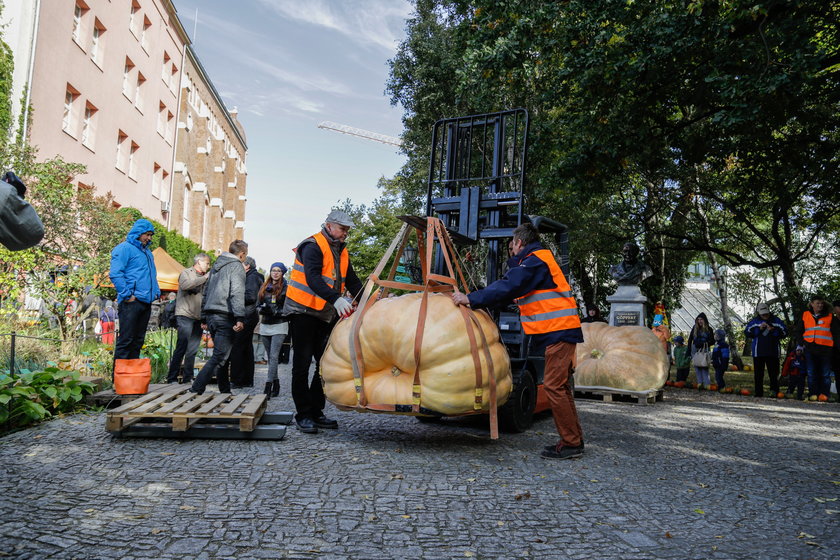 To największa dynia w Polsce