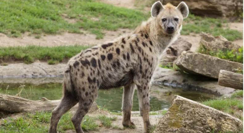File image of a hyena