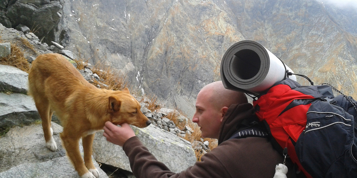 Pies Rysek odnaleziony w Tatrach.