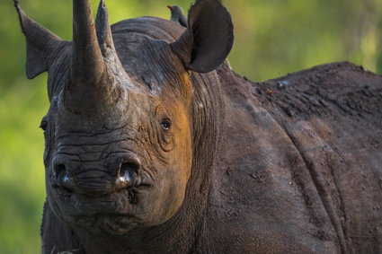 Obligacje nosorożcowe. Bank Światowy zbiera środki na ratowanie gatunku przed kłusownikami