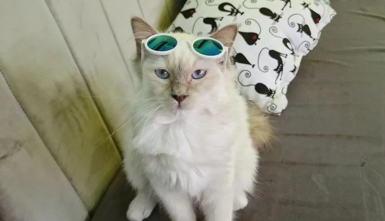 Cvečko, plavooki lepotan, obožava da se mazi