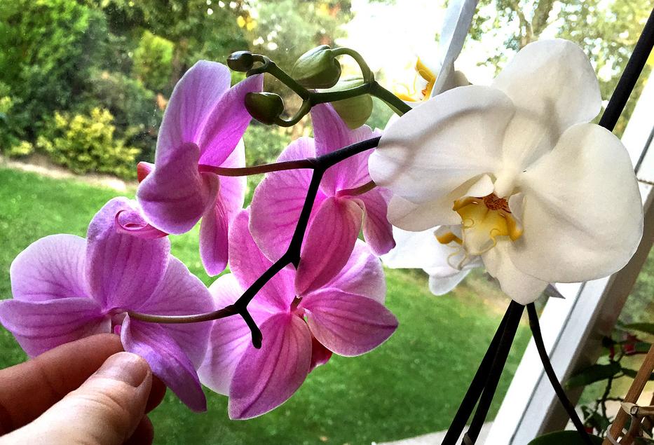 Ne csak locsold az orchideákat! Fotó: RAS/ Kerék Ágnes