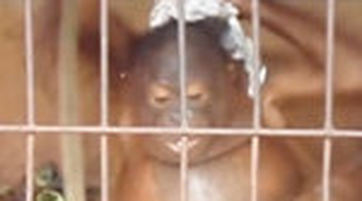 Összeverték és éheztették az orangutánkölyköt