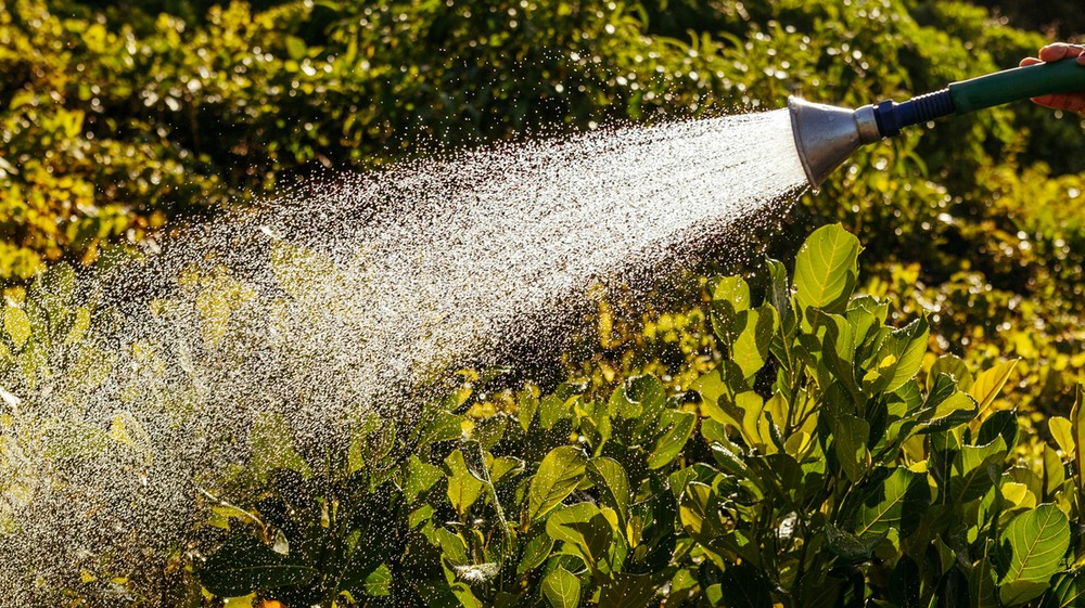 Horúce dni nás nútia k zvýšenej starostlivosti o záhradu.