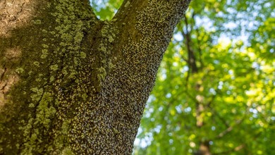 Skupieniec lipowy atakuje polskie ogrody. Czy owad jest groźny?
