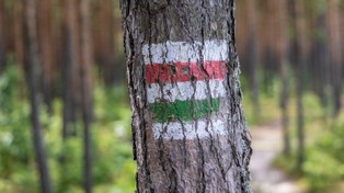 Wichury nad Polską. Warszawski ratusz ostrzega, żeby nie wchodzić do lasu