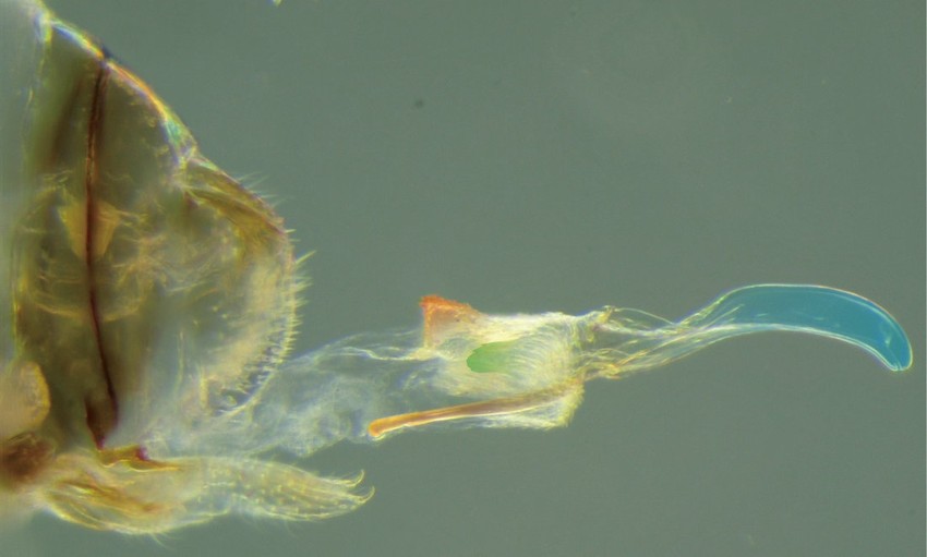 Kompleksni ženski polni organ nazvan ginosoma