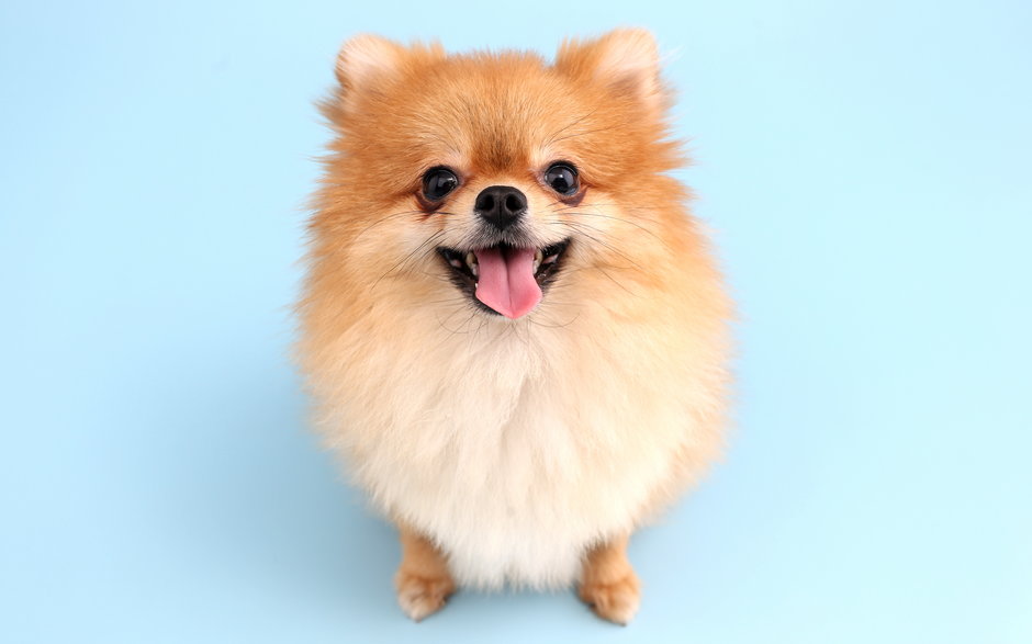 Pomeranian