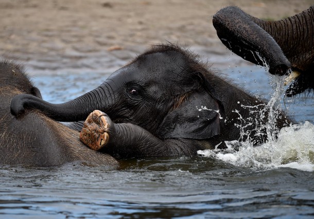 Elephant Bath in Berlin Zoo