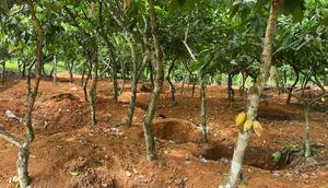 Galamsey cocoa farm