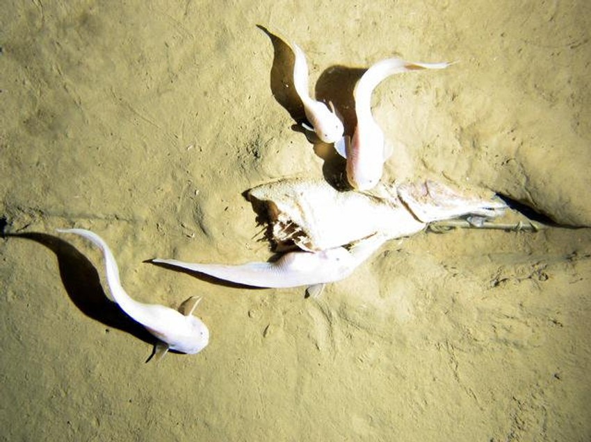 Neke od riba koje su nađene na dubini od 7.500 metara u rovu Kermadek