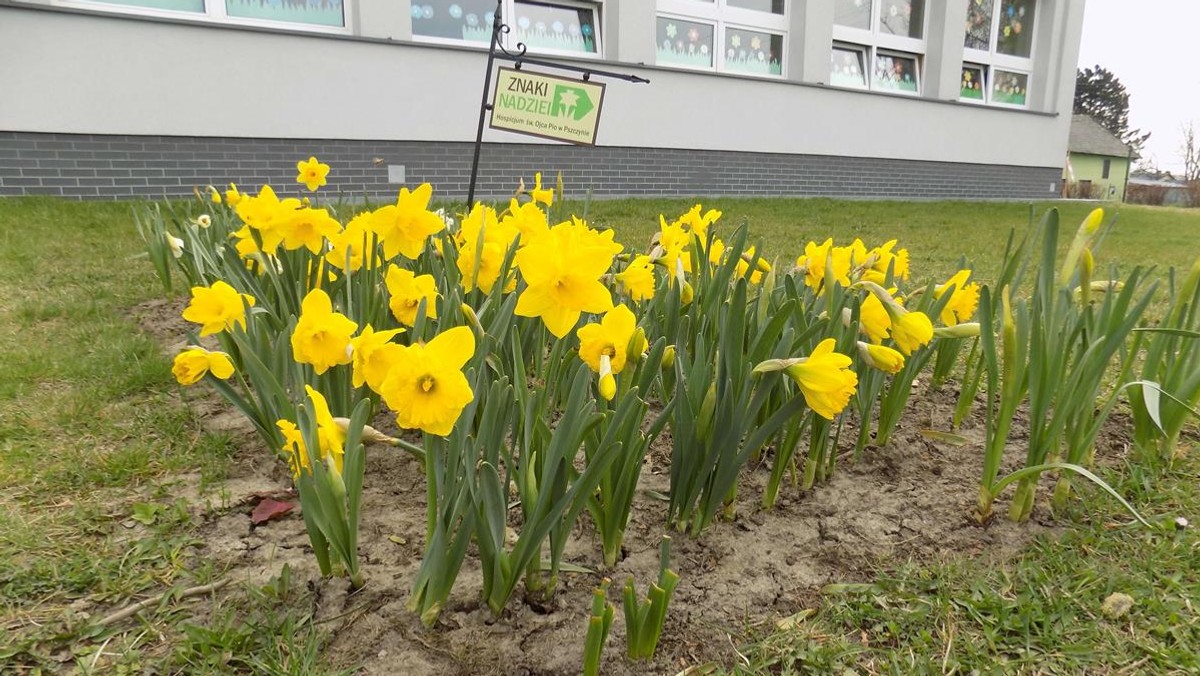 Kwitną żonkile, jedne z pierwszych wiosennych kwiatów. W tym roku po raz pierwszy w powiecie pszczyńskim specjalnie utworzono ponad 26 żonkilowych rabatek, grządek i zakątków, w których żonkile kwitną wokół tablic z napisem "Znaki Nadziei".