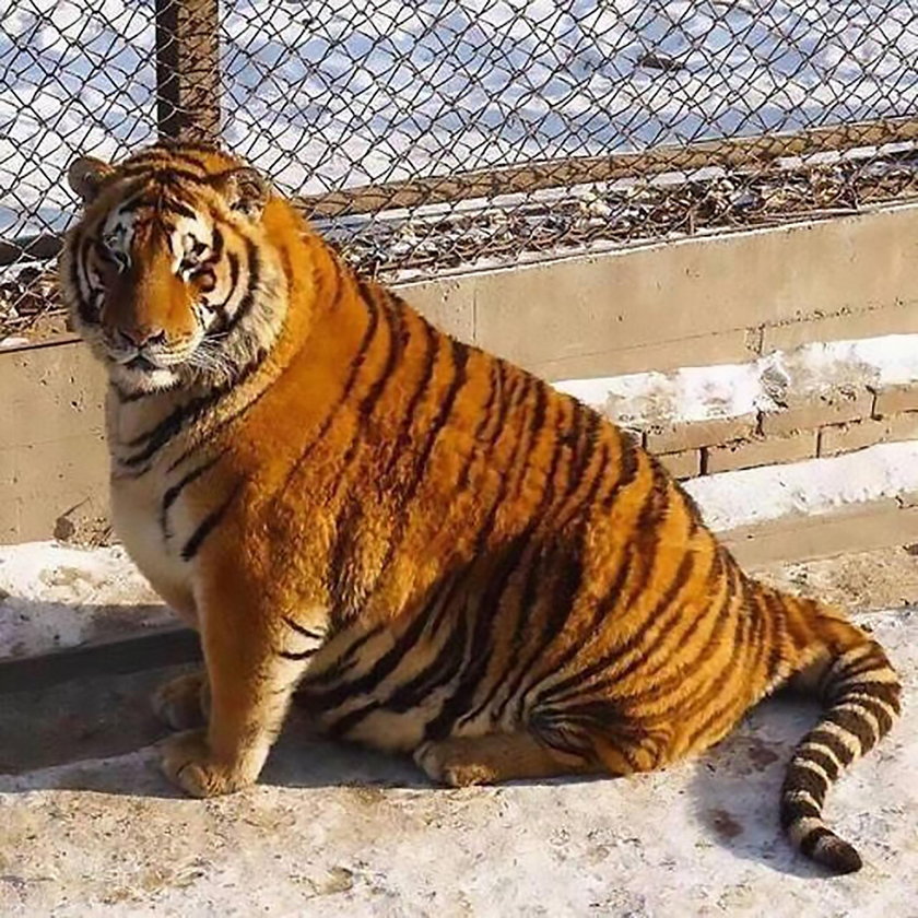 Chiny Zaskakująca przemiana tygrysów. Dlaczego tak przytyły?