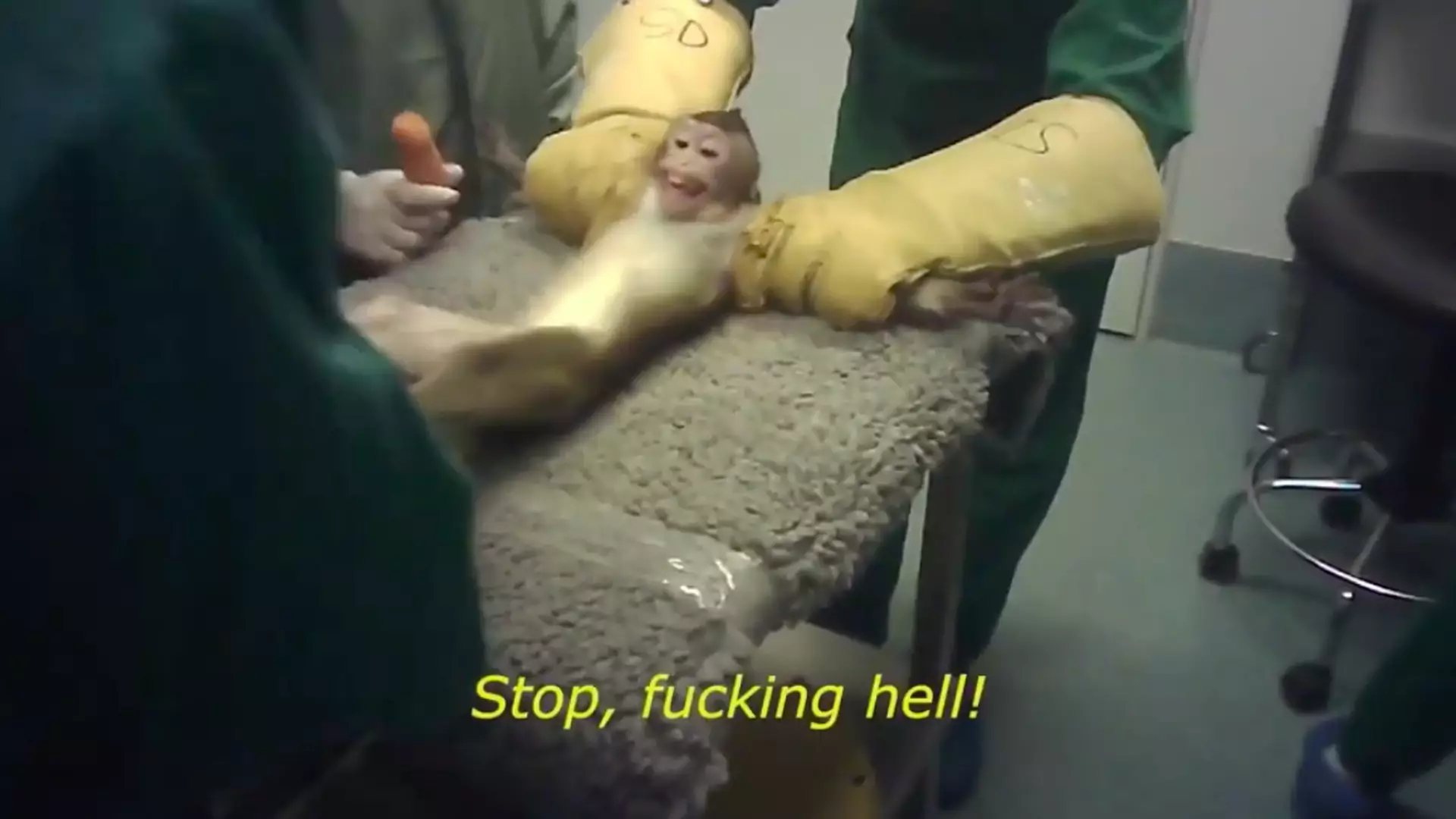 Film z ukrytej kamery pokazuje okrucieństwo w ośrodku testowania zwierząt. Żarty w trakcie tortur