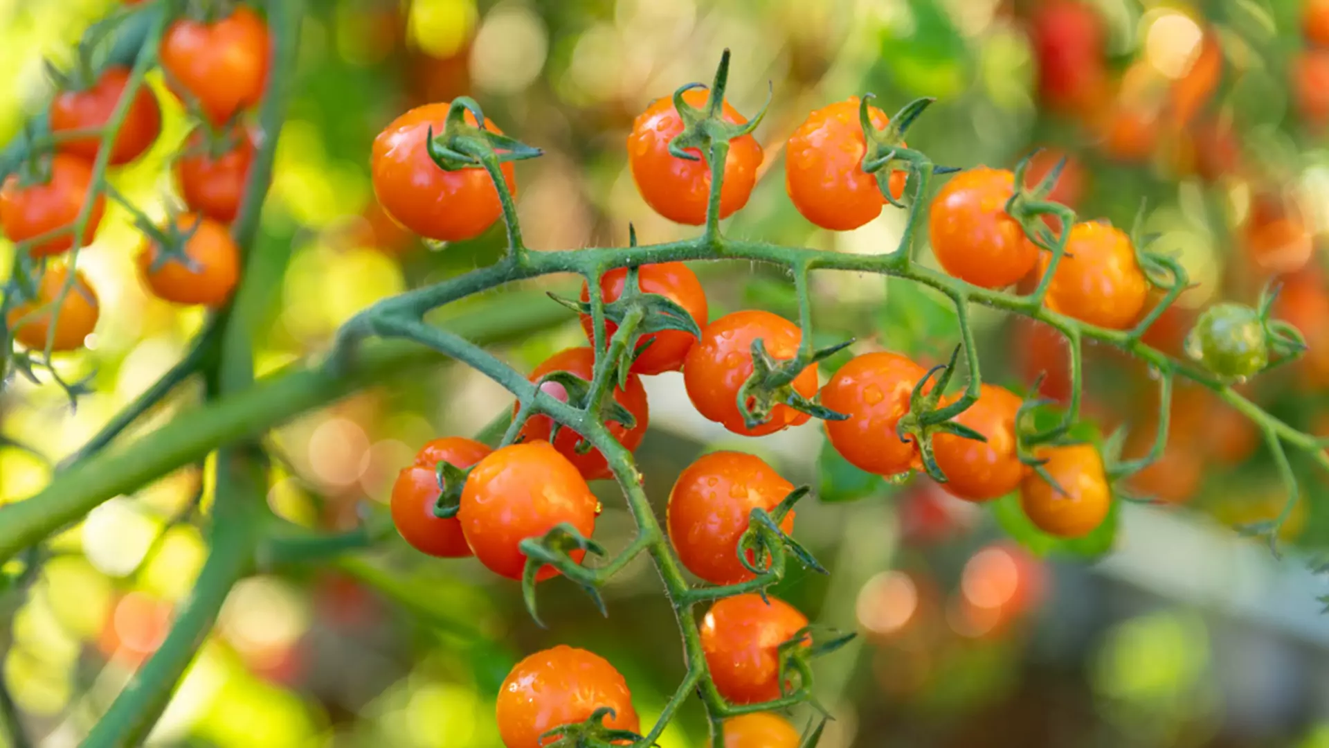 Jak pozbyć się zarazy na pomidorach? Trik z miedzią