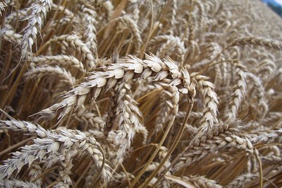 Ceny produktów rolnych od lutego podrożały o 15,9 proc.