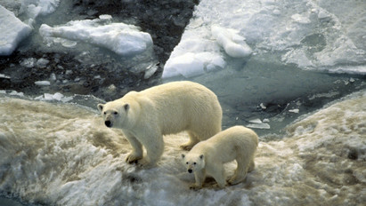Tojást lopnak a jegesmedvék, így próbálnak túlélni a globális felmelegedés okozta ínséges időkben