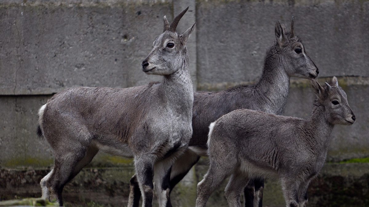 Nachury, zwane też bharalami lub owcami niebieskimi, przyjechały do Wrocławskiego Ogrodu Zoologicznego z Liberca. Jeden samiec i dwie samice, które zamieszkały we wrocławskim ZOO, są jedynymi przedstawicielami tego gatunku w Polsce.