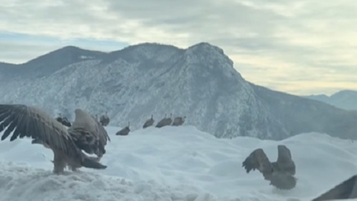 Beloglav supovi Pribojska banja