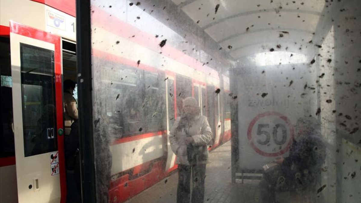 Przystanki autobusowe i tramwajowe w Gdańsku powinny przejść gruntowny lifting. Ich stan pozostawia wiele do życzenia. Wyglądają tak, jakby nikt nie dbał o nie od lat.