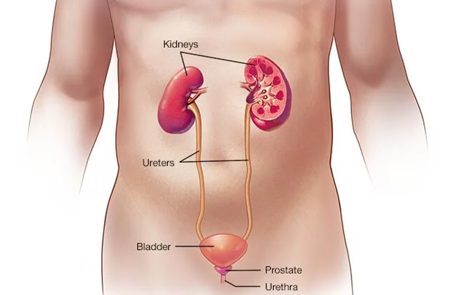 Urinarni sistem kod muškaraca