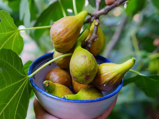 Čaj od smokve može da umiri mnoge bolesti