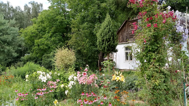 Taki ogród stworzyli w domu w Rogowie. Lubią tu zaglądać sarny i dziki