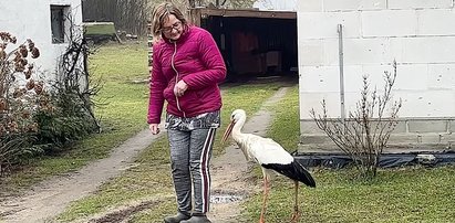 Wiosna?! Bociek Wojtek wrócił na włości. Wiemy, gdzie przetrwał zimę