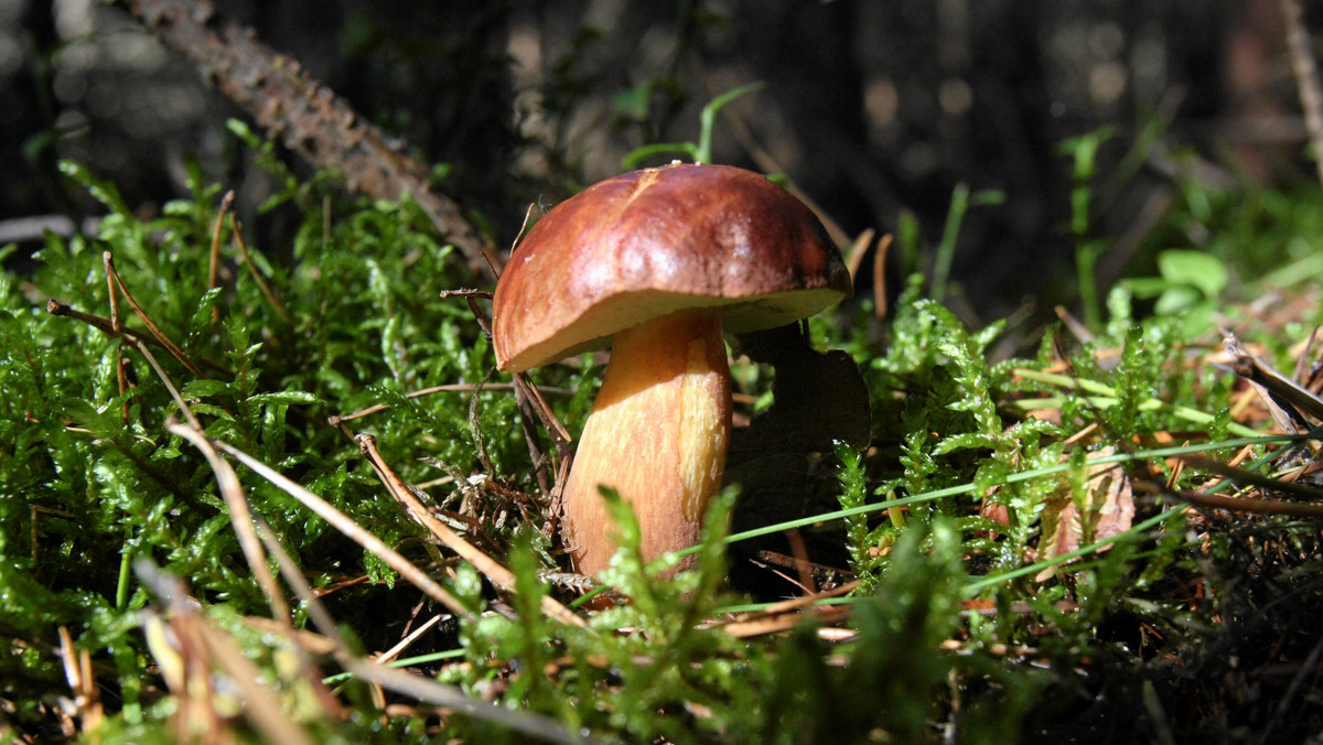 W sezonie grzybobrania policja odbiera wiele zgłoszeń o osobach, które zgubiły drogę w lesie. W najtrudniejszej sytuacji są osoby, które wybrały się na grzyby w nieznany teren. Pamiętajmy, że szczególnie jesienią szybko zapadający zmrok stanowi poważną przeszkodę w prowadzeniu poszukiwań.  Co zrobić, aby bezpiecznie wrócić do domu?